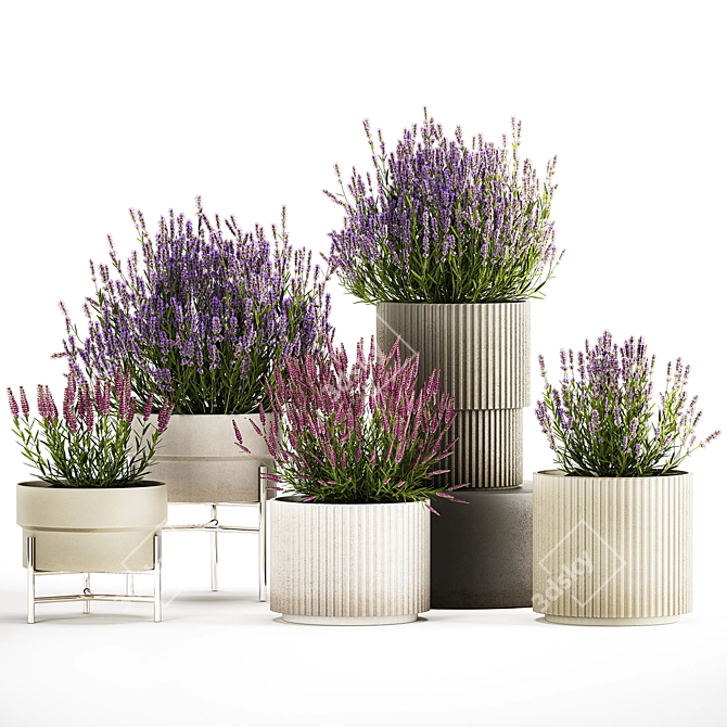 Lavender Collection for Urban Landscaping 3D model image 6