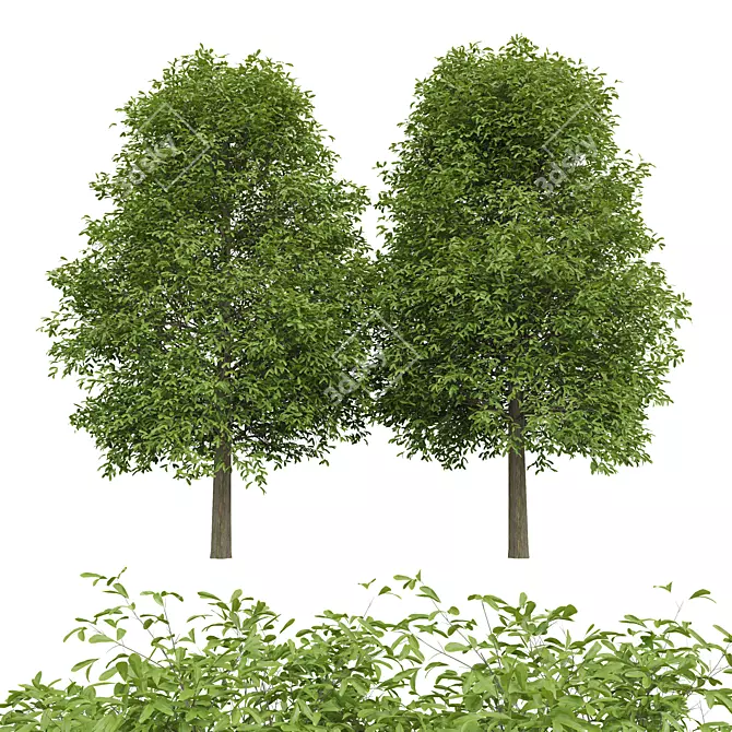 Eco-Friendly 2Trees Shingle Oak 3D model image 1