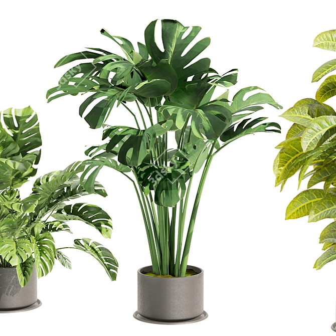 High-Quality Collection Plant Models 3D model image 3