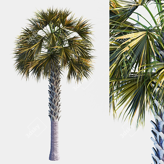 Tropical Palm Tree 3D Model 3D model image 1