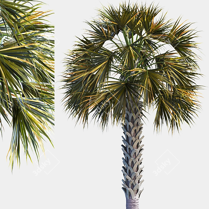 Tropical Palm Tree 3D Model 3D model image 2