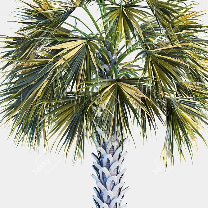 Tropical Palm Tree 3D Model 3D model image 3