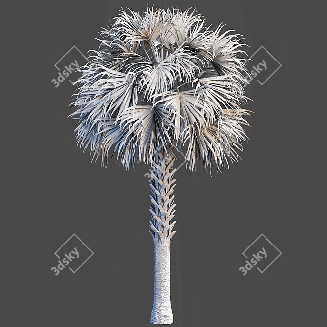 Tropical Palm Tree 3D Model 3D model image 4