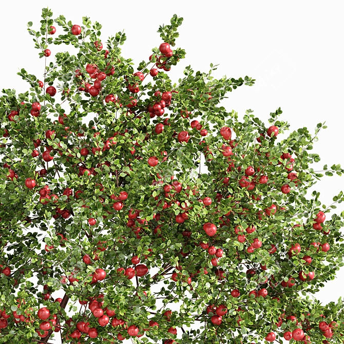 Fruit Tree Lemon Apple Plants 3D model image 3