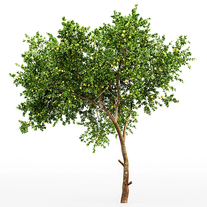 Fruit Tree Lemon Apple Plants 3D model image 4