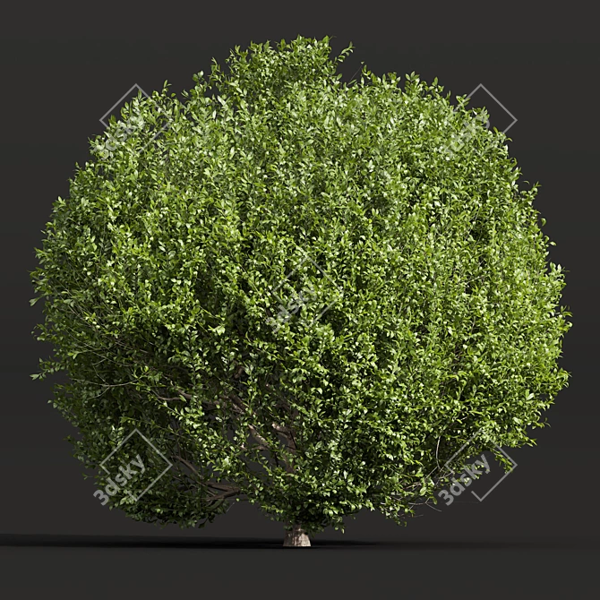 Dual Bonsai 3D Models Set 3D model image 2