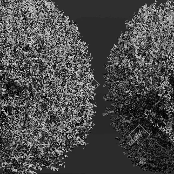 Dual Bonsai 3D Models Set 3D model image 3