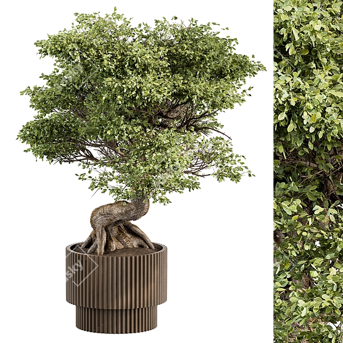 Bonsai Plant 489 - Indoor 3D model image 1