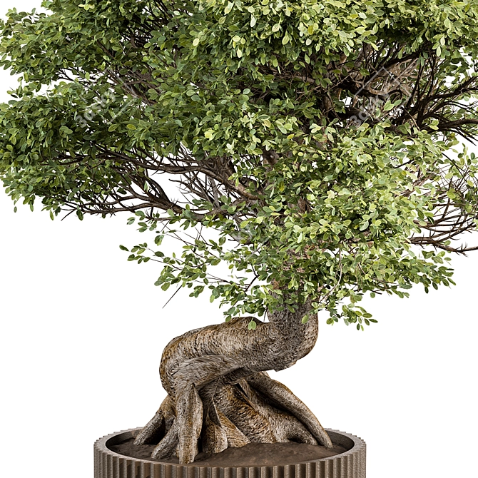 Bonsai Plant 489 - Indoor 3D model image 2