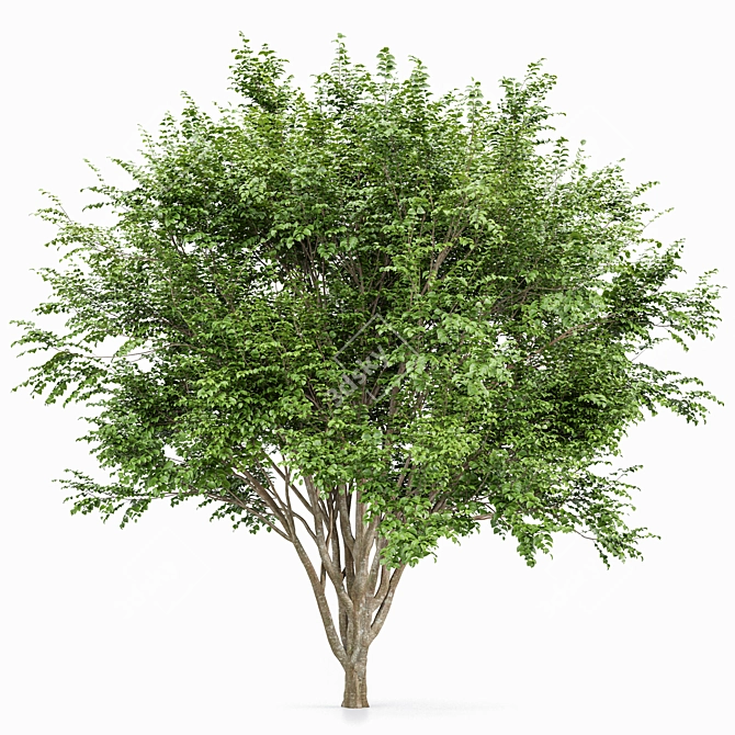 Premium European Beech Tree 3D Model 3D model image 3