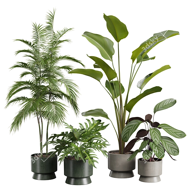 Exotic Indoor Plants Selection Pack 3D model image 1