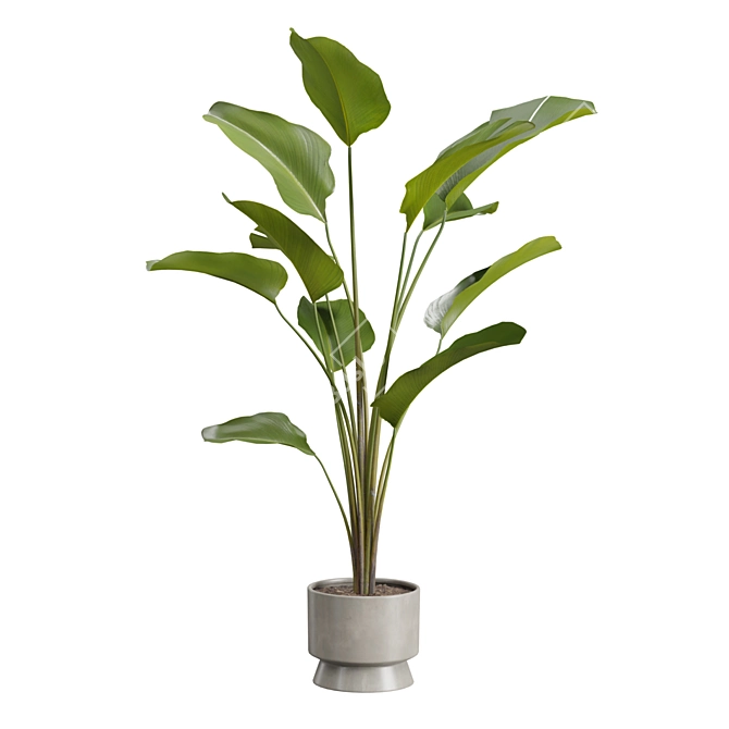 Exotic Indoor Plants Selection Pack 3D model image 4