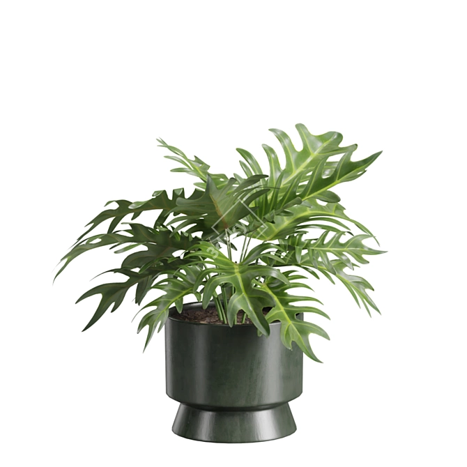 Exotic Indoor Plants Selection Pack 3D model image 7