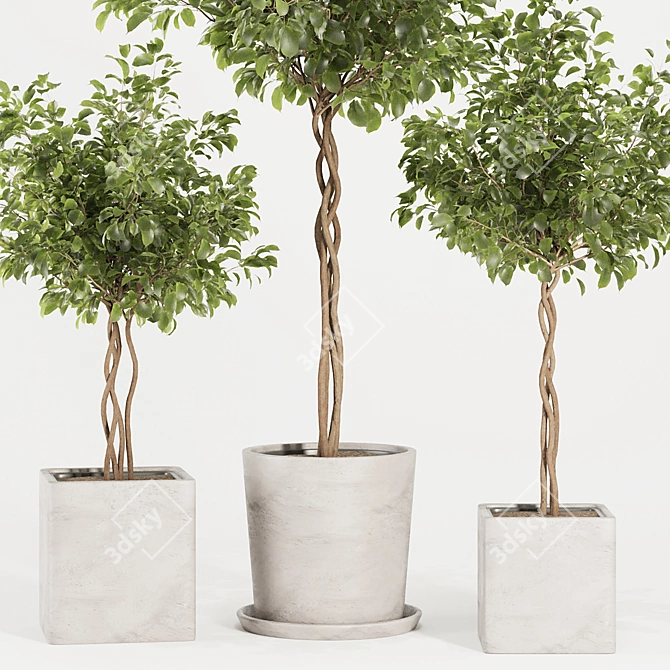 Florist Ficus Benjamina Design Set 3D model image 4