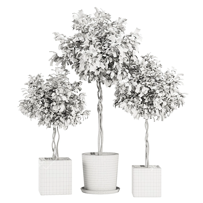 Florist Ficus Benjamina Design Set 3D model image 5