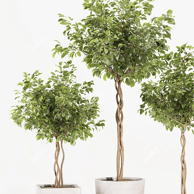 Florist Ficus Benjamina Design Set 3D model image 7