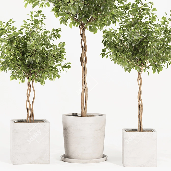 Florist Ficus Benjamina Design Set 3D model image 10