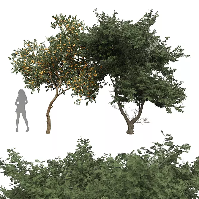 Acacia Tree Models Collection 3D model image 1