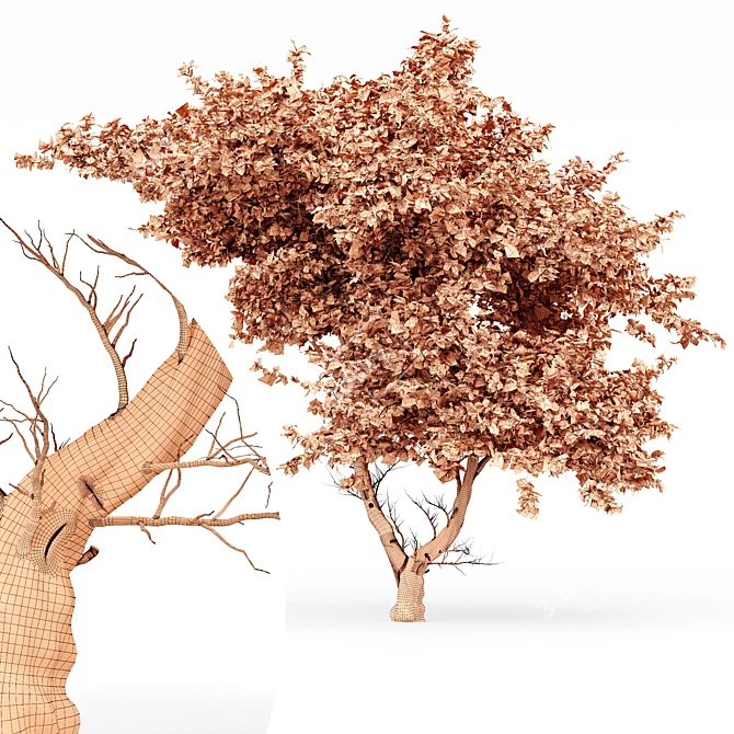 Acacia Tree Models Collection 3D model image 4