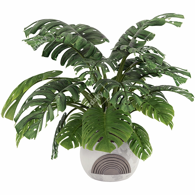 Monstera Plant Collection Set 3D model image 1