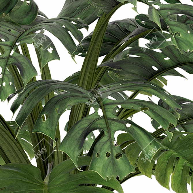 Monstera Plant Collection Set 3D model image 2