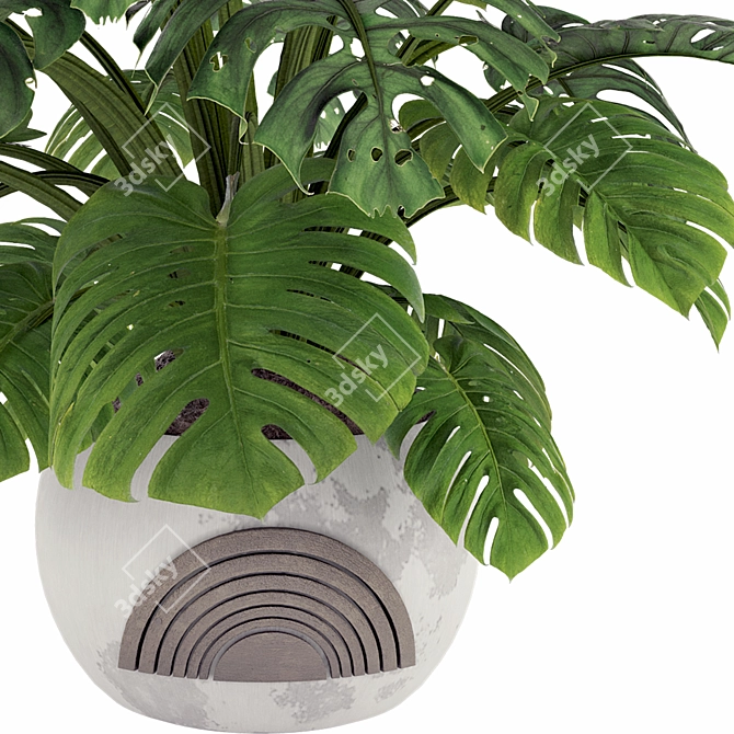 Monstera Plant Collection Set 3D model image 3