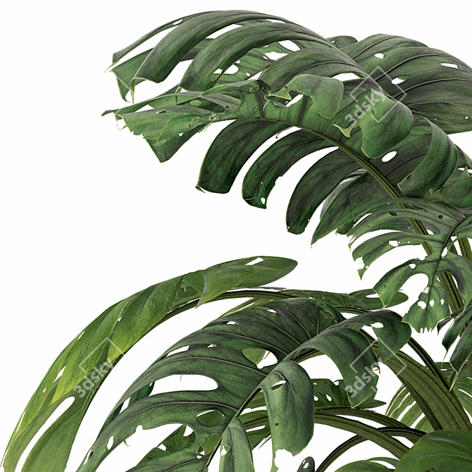 Monstera Plant Collection Set 3D model image 5