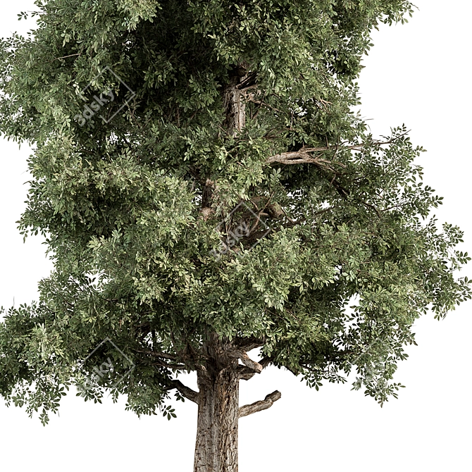 Pine Cypress Tree Set 162 3D model image 2