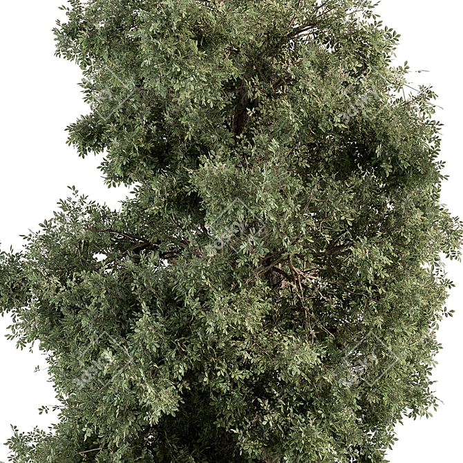 Pine Cypress Tree Set 162 3D model image 3