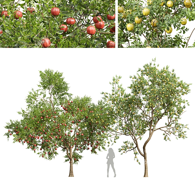 Fruit Tree 3D Models Set 3D model image 1