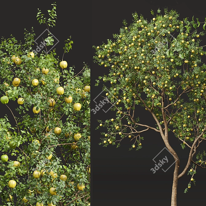 Fruit Tree 3D Models Set 3D model image 3