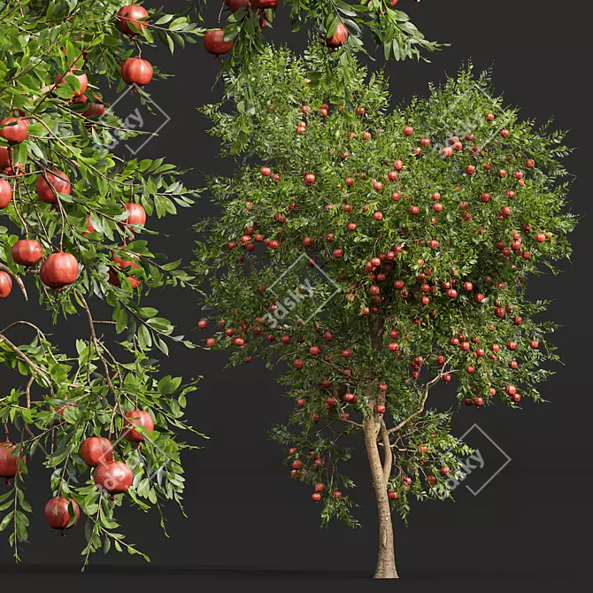 Fruit Tree 3D Models Set 3D model image 4