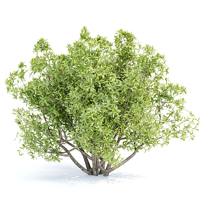 Premium Bush Collection Vol. 191 3D model image 2