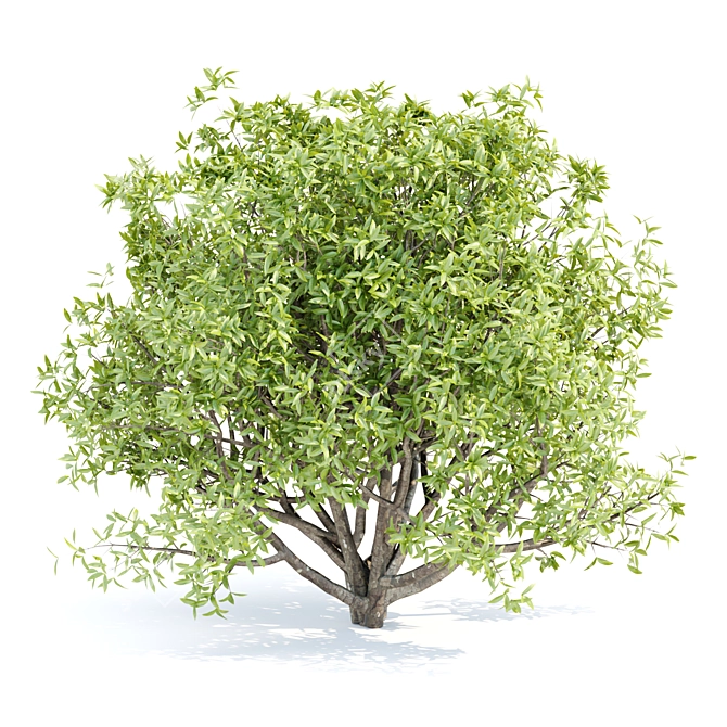 Premium Bush Collection Vol. 191 3D model image 3