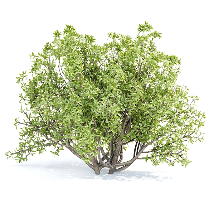 Premium Bush Collection Vol. 191 3D model image 4