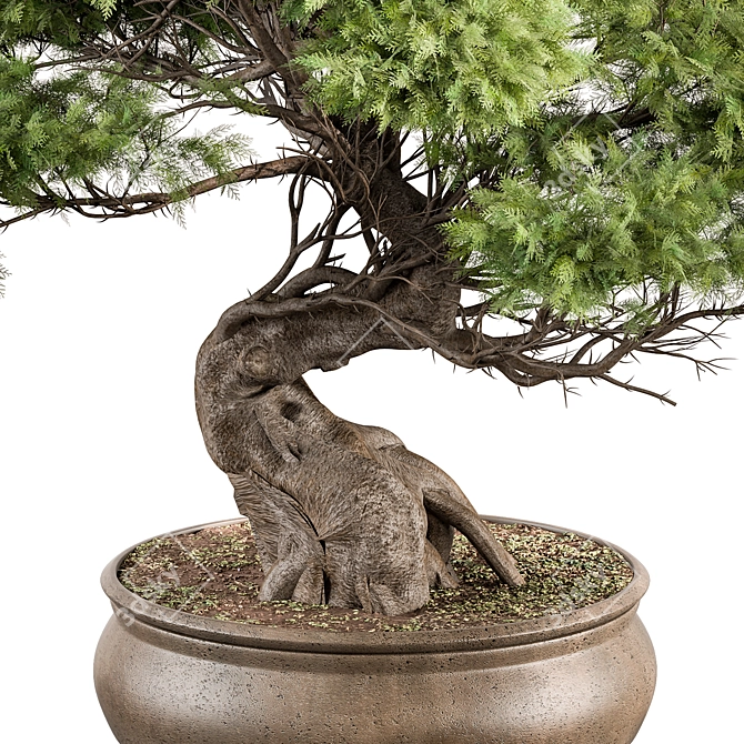 Bonsai Plant 491 - Indoor Beauty 3D model image 2