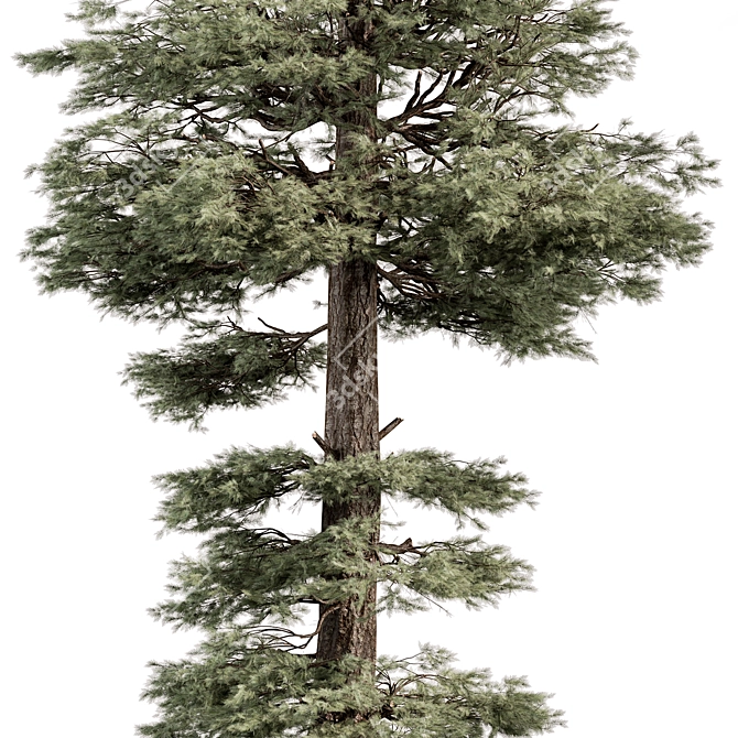 Evergreen Tree Set Bundle 3D model image 2