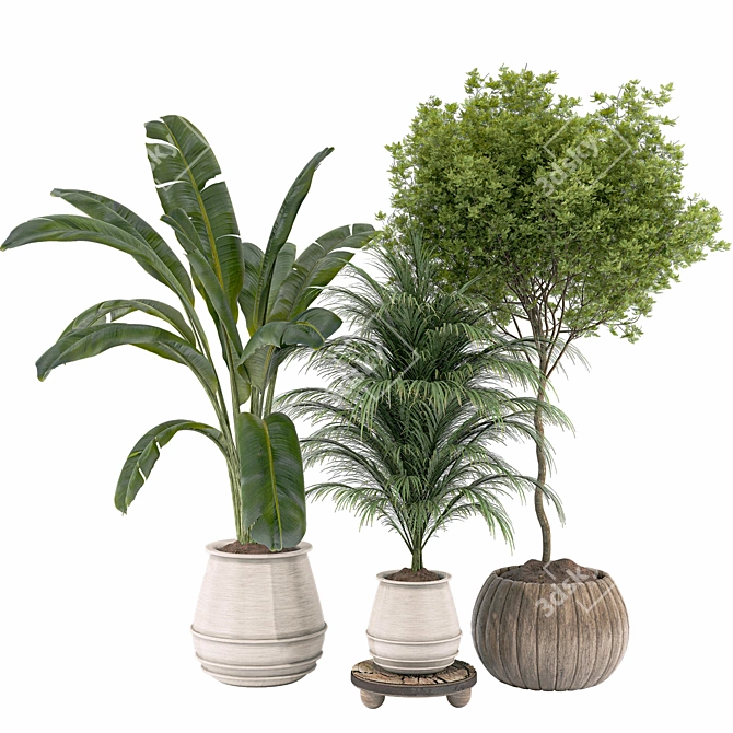 Plant Collection 84: 3D Models 3D model image 1