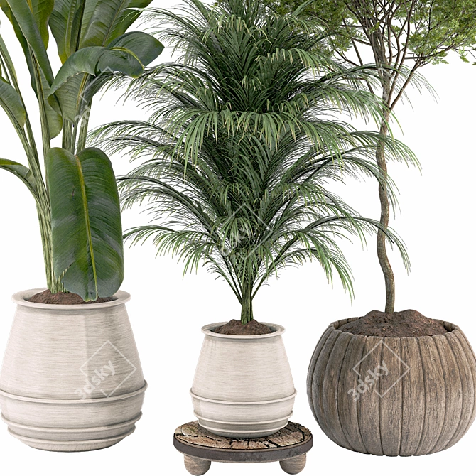 Plant Collection 84: 3D Models 3D model image 2