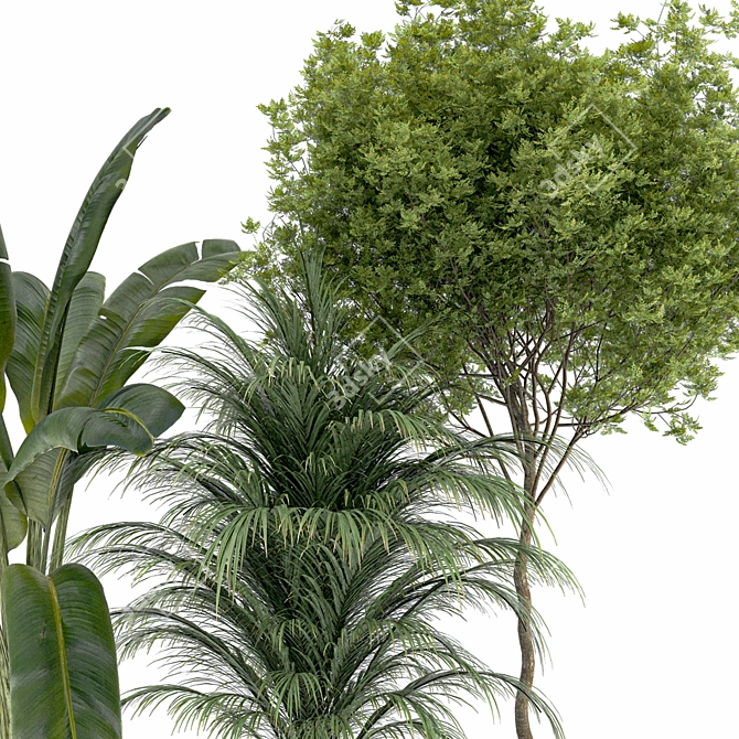 Plant Collection 84: 3D Models 3D model image 3