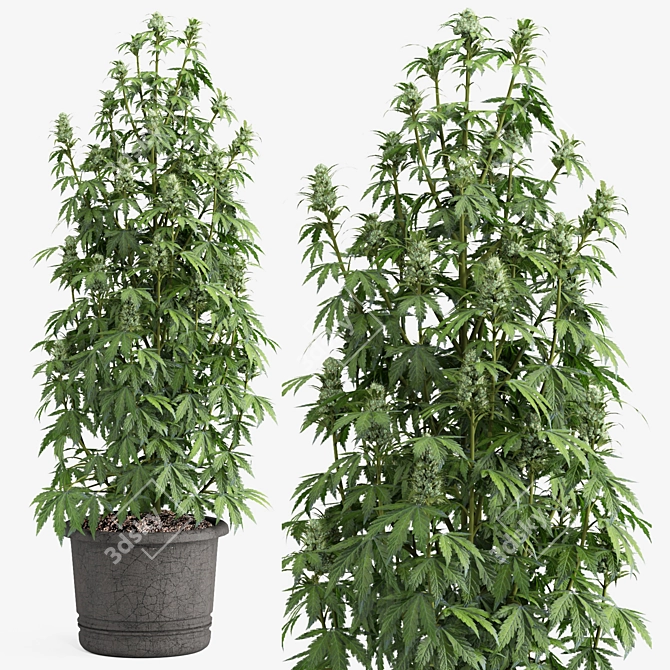 3dmax2018 OBJ Cannabis Sativa Plant 3D model image 1