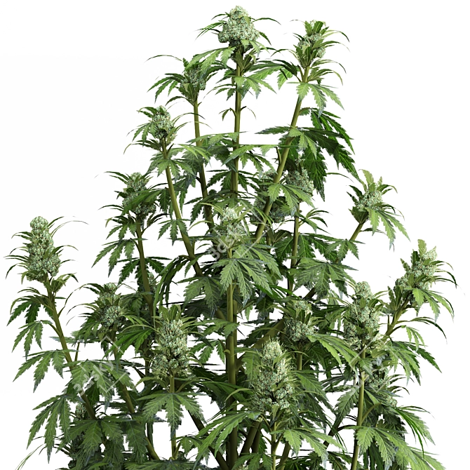 3dmax2018 OBJ Cannabis Sativa Plant 3D model image 2