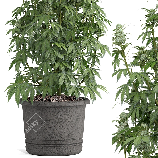 3dmax2018 OBJ Cannabis Sativa Plant 3D model image 3