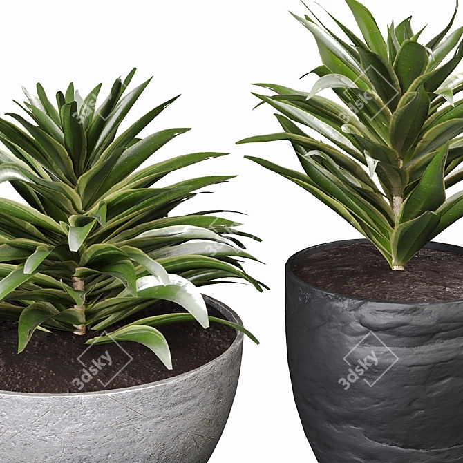 Song Of India Plant Set 3D model image 4