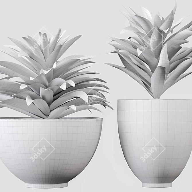 Song Of India Plant Set 3D model image 5