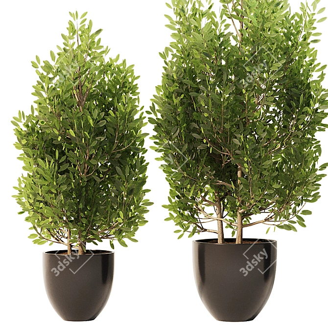 Spanish Stopper Shrub Set 3D 3D model image 2