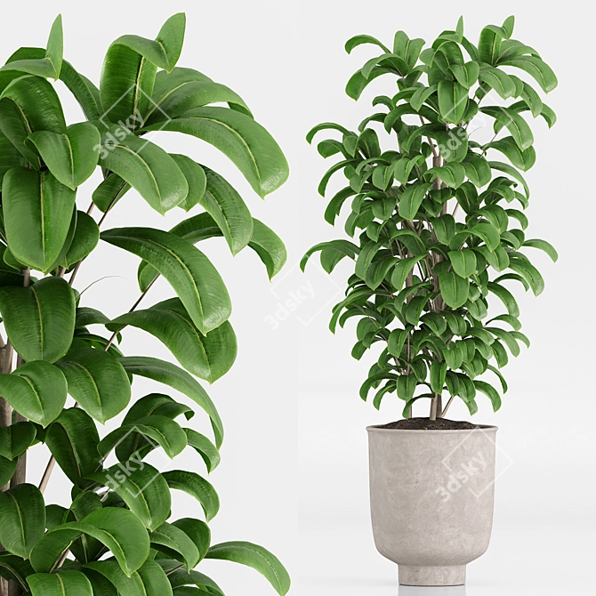 Set of Indoor Plants Icons 3D model image 2