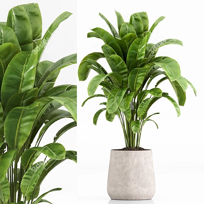 Set of Indoor Plants Icons 3D model image 5