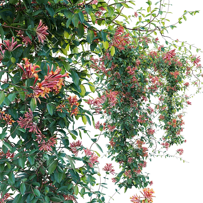 Growth-Ready 3D Honeysuckle Models 3D model image 3