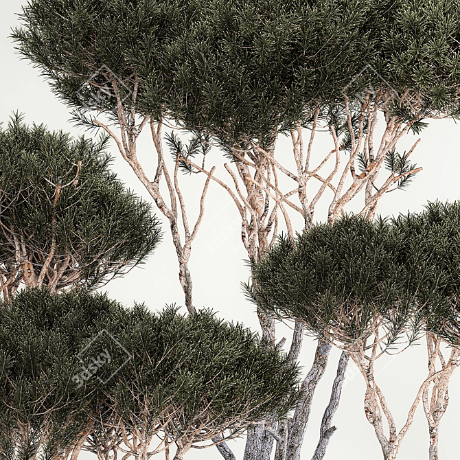 Title: Niwaki Collection: Decorative Trees in Concrete Pots 3D model image 5